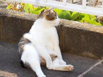 5月12日（31）仮