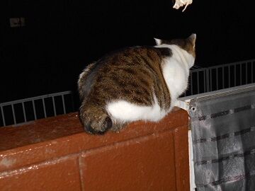 11月18日（2）仮