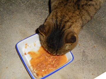 12月13日（61）仮