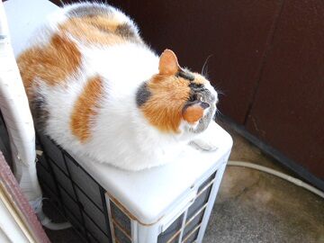 6月25日（24）仮