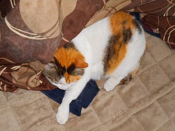 5月18日（74）仮