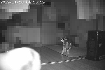 11月28日(19)仮