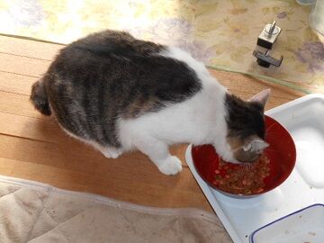 9月17日（7-12）仮