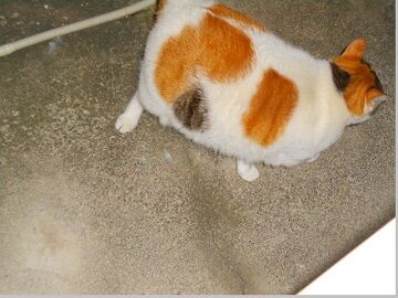 12月13日（13）仮