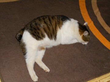 3月19日（35）仮