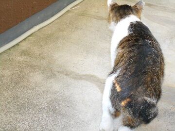 5月12日（12）仮