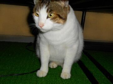 11月18日（16）仮