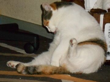 8月18日（10）仮