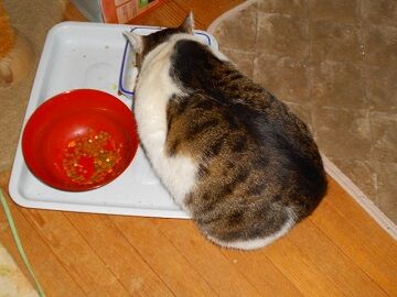 2月17日（40）仮