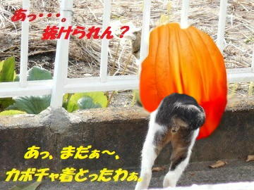 9月25日（20）使用