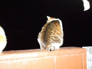 3月30日（29）仮