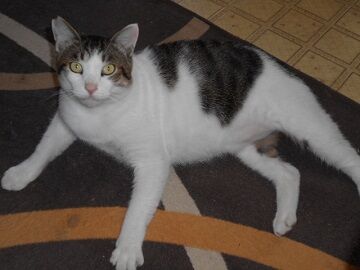 10月2日（10-2）仮