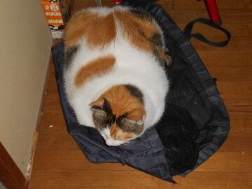 9月23日（3-14）仮