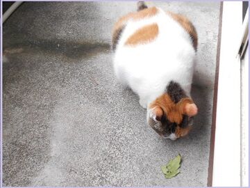 8月23日（37）仮