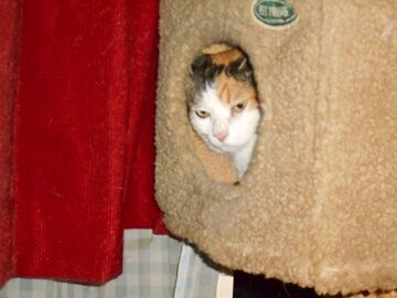 8月29日（24）仮