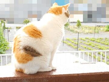 6月20日（10）仮