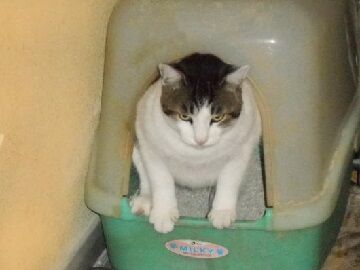 8月30日（30）仮