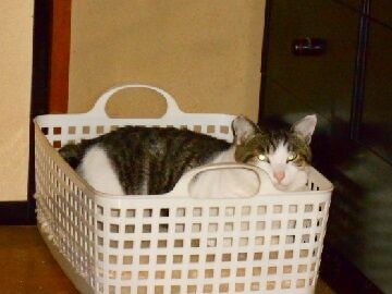 12月10日（16）仮