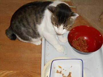 7月21日（19）仮