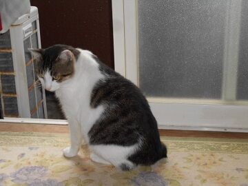 9月17日（6-5）仮