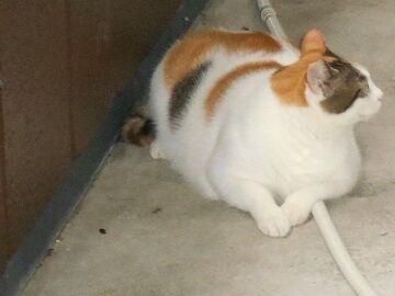 9月11日（16）仮