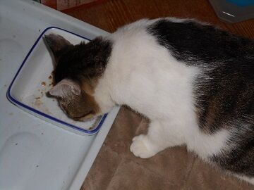 9月13日（7-9）仮