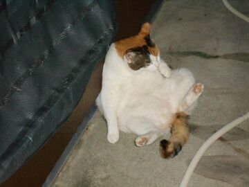 10月6日（26）仮