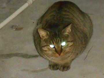 12月8日（27）仮