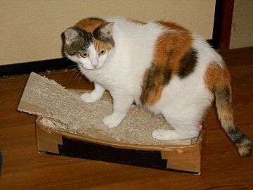 7月21日（18）仮