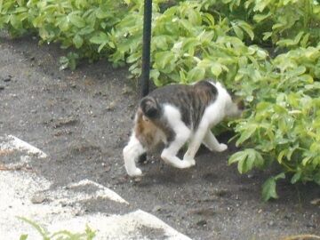 7月14日（16）仮