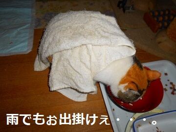 12月23日（2）仮