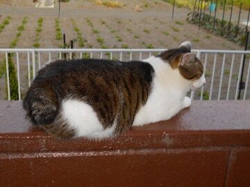 5月30日（32）仮