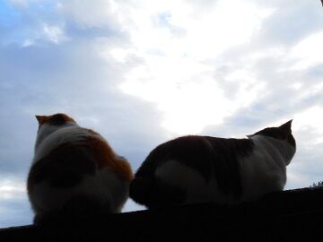 10月22日（9）仮