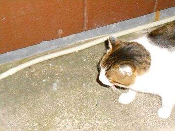 1月30日（46）仮