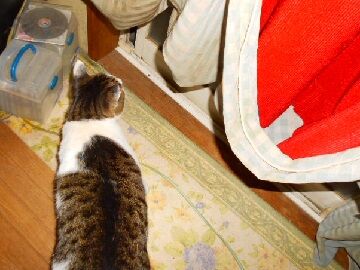 12月19日（6）仮