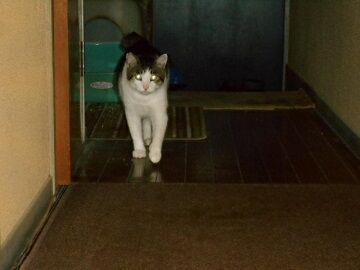 7月30日（26）仮