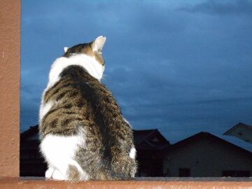 10月11日（39）仮