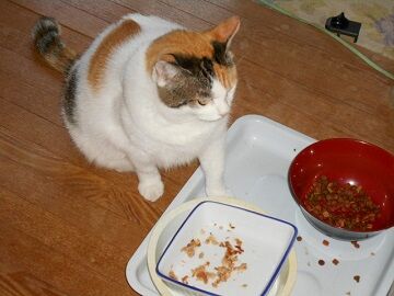 10月4日（53）仮