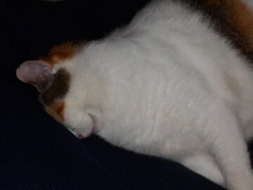 9月25日（12-7）仮