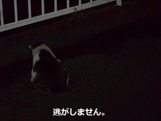 6月22日（17）仮