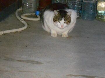 4月10日（60）仮