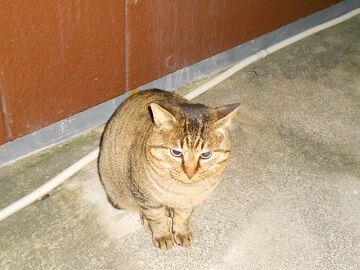 12月15日（36）仮