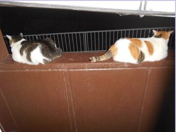 10月5日（58）仮