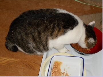 10月12日（15）仮