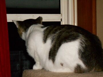 7月22日（72）仮