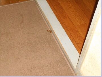 9月13日（46）仮