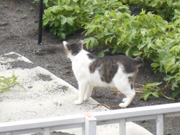 7月14日（11）仮