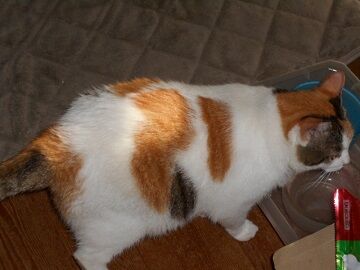 9月6日（8-3）仮