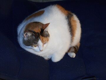 10月2日（6-3）仮