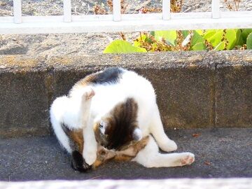 5月12日（18）仮